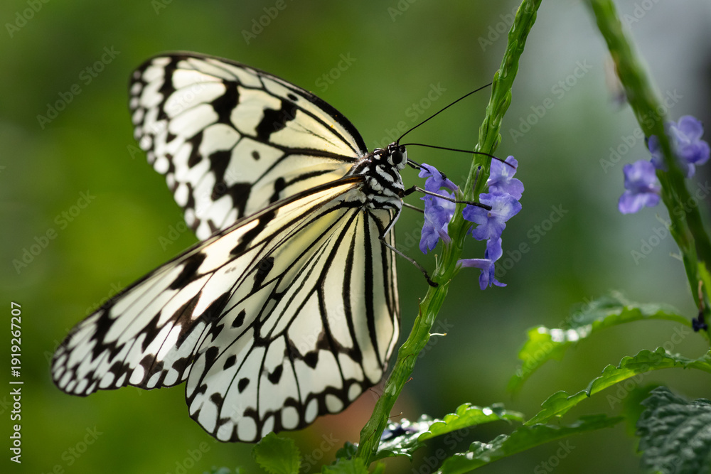 Obraz premium 蜜を吸うオオゴマダラ