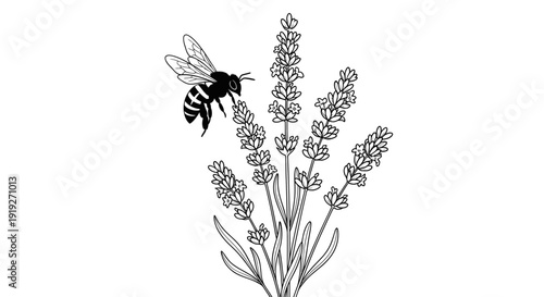 Hand-drawn bee approaching lavender flowers in black and white sketch style