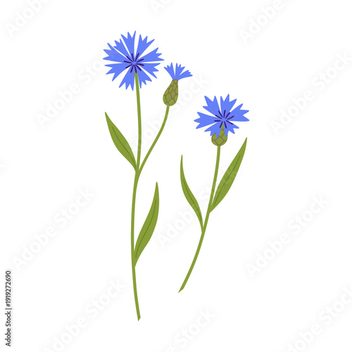 Corn flower knapweed clipart. Delicate bluebottle field wildflower hand drawn vector illustration. Botanical spring summer nature cornflower element. Hand drawn flat floral blossom for garden wedding.