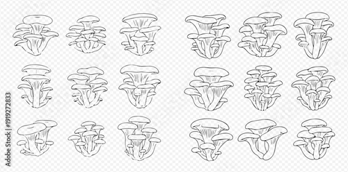 Set of oyster mushrooms line art vector illustration, edible fungi outline drawing for culinary and nature designs.