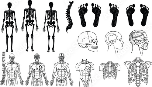 Black and white vector illustration set of human anatomy featuring skeletons muscles skull spine ribcage and footprints for medical education and healthcare branding