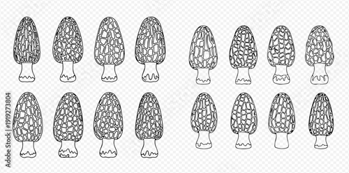 Morel mushrooms outline vector illustration set, edible fungi collection.