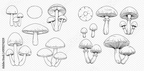 Set of hand-drawn mushroom illustrations, including various fungi types and growth stages, in black and white sketch style.
