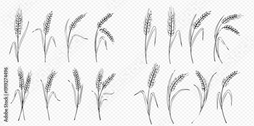 Set of hand drawn wheat ears, rye, and barley. Sketch style vector illustration of cereal plants for agriculture and bakery designs.