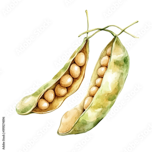 Soybean Pod, watercolor vector depicting playful antics, isolated on a white background.