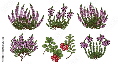 Captivating botanical collection showcasing diverse wild flowering plants and luscious forest berries, rendered with delicate artistry and vibrant