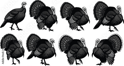 Vintage engraved turkey bird collection hand drawn poultry farm animal vector illustration detailed wildlife silhouette isolated on white background set