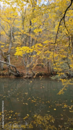 A walk along the gorno-canyon river. Golden autumn forest from a lower angle. Emerald water. Fallen yellow leaves float on the river. The ground is strewn with foliage. Cinematic flight.