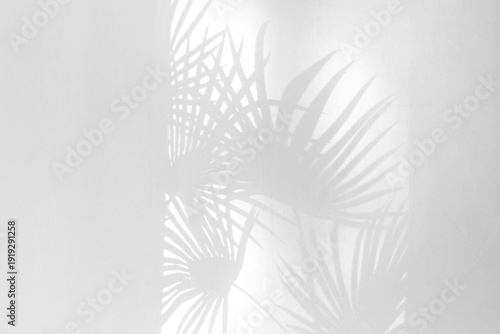 Εκτύπωση καμβά Shadow of palm leaves cast on sheer white curtain with natural light filtering t