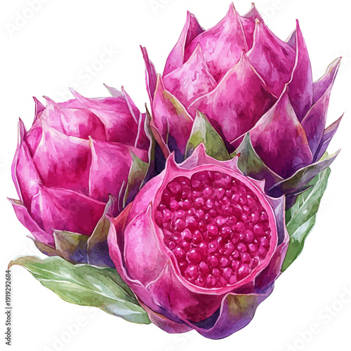 watercolor of Dragon Fruit vector painting, isolated on a white background.