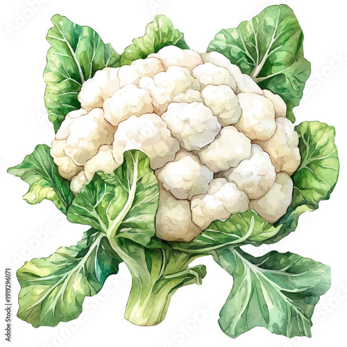 Cauliflower, charming watercolor clipart, isolated on a white background.