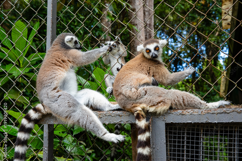 Fototapeta premium Ring-tailed lemurs resting on a fence in a lush green environment with trees and foliage in the background. Safari park on Phu Quoc island. Wildlife Africa concept