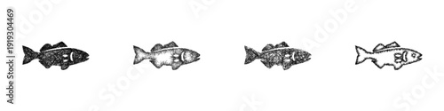 Sketch arctic cod icon design set