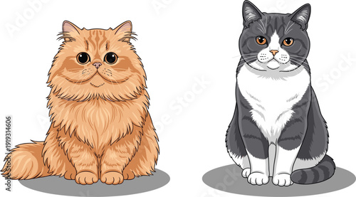 Persian and bicolor domestic shorthair cats detailed vector illustration isolated on white background