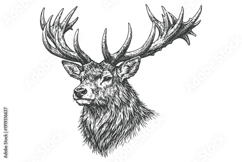detailed hand-drawn black and white stag head portrait