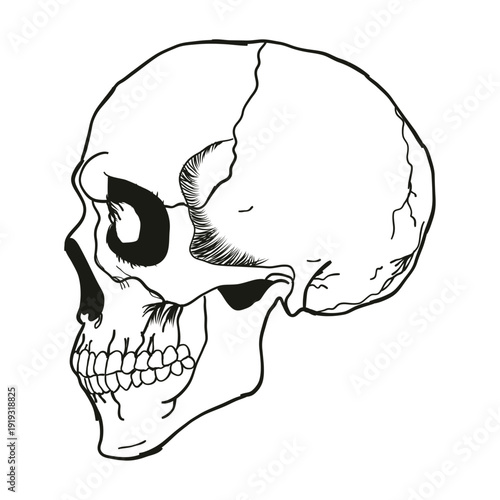 Intricate Line Art Skull with Decorative Scale Pattern