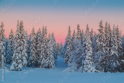 Foto Sunset in a winter forest with snow-covered fir trees.