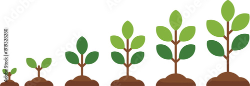 Plant growth stages from seedling to mature tree, eco friendly flat vector illustration showing development, sustainability, nature progress, and environmental growth concept