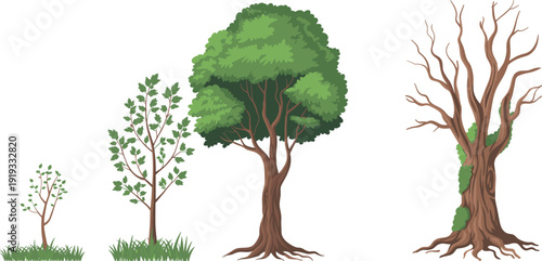 Tree life cycle stages flat vector illustration from young sapling to mature tree and old trunk for nature education and ecology design