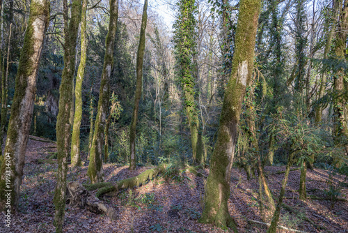 Bild auf Leinwand Green moss covers the trunks of trees in a humid forest