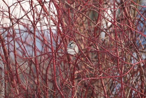 House sparrow nestled within dense red dogwood branches, seasonal urban wildlife in winter light.