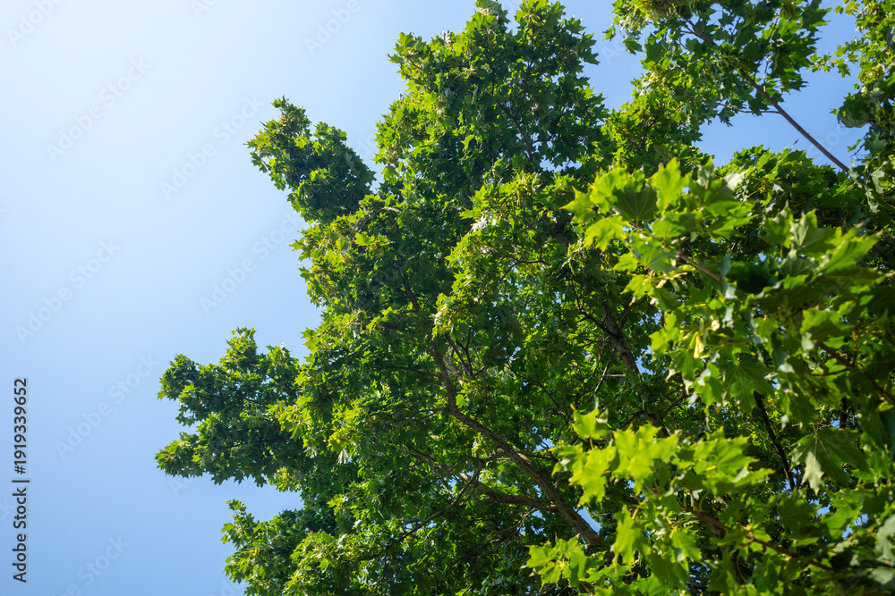 Fototapeta premium Low angle view of lush green maple tree leaves against a clear bright blue sky in summer