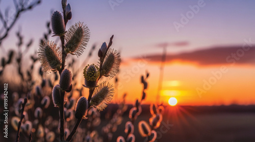Delicate blooming pussy willow branches, early spring sign, soft pastel colors and gentle texture