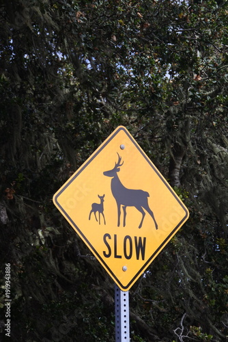 Achtung Hirsch am 17-Mile Drive