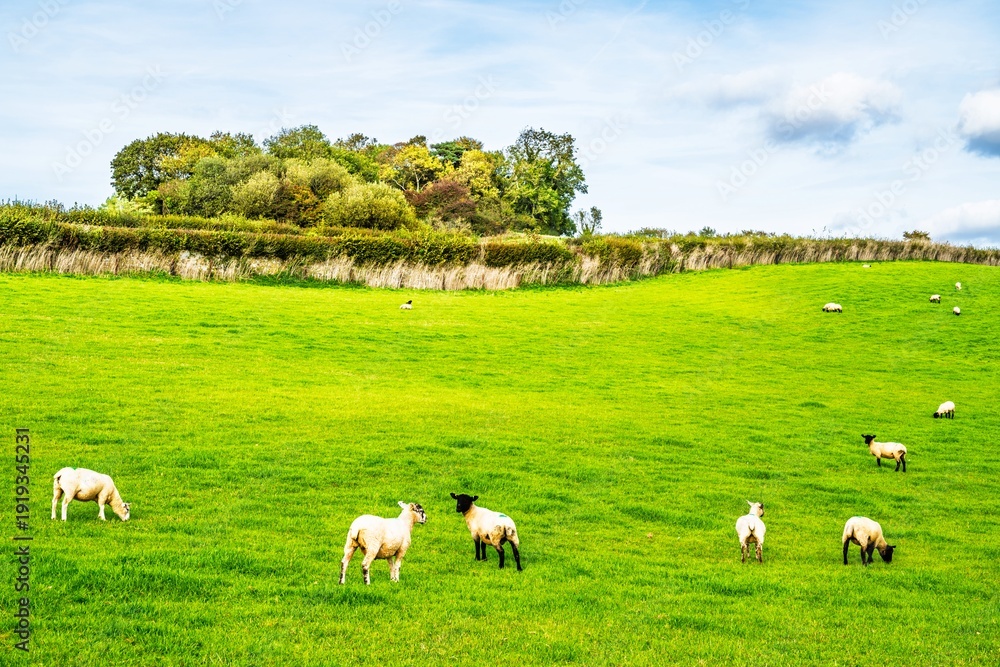 Fototapeta premium Sheeps of Devon Farms over Paignton, Berry Pomeroy, Totnes, England
