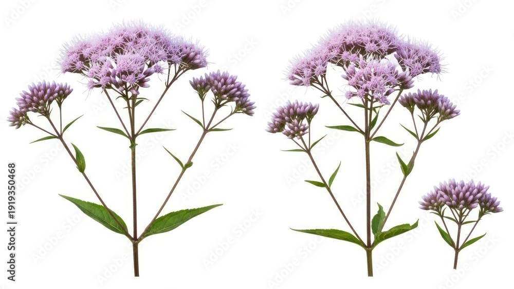 Obraz premium Close up of lilac flowers isolated on white background perfect for design