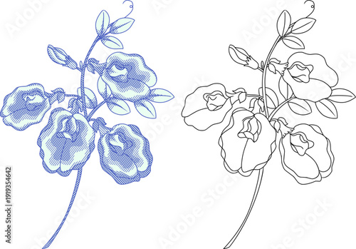 illustration set of Butterfly Pea (Clitoria Ternatea) Vintage Etching Style.Perfect for herbal tea packaging, organic product labels, and traditional medicine branding.