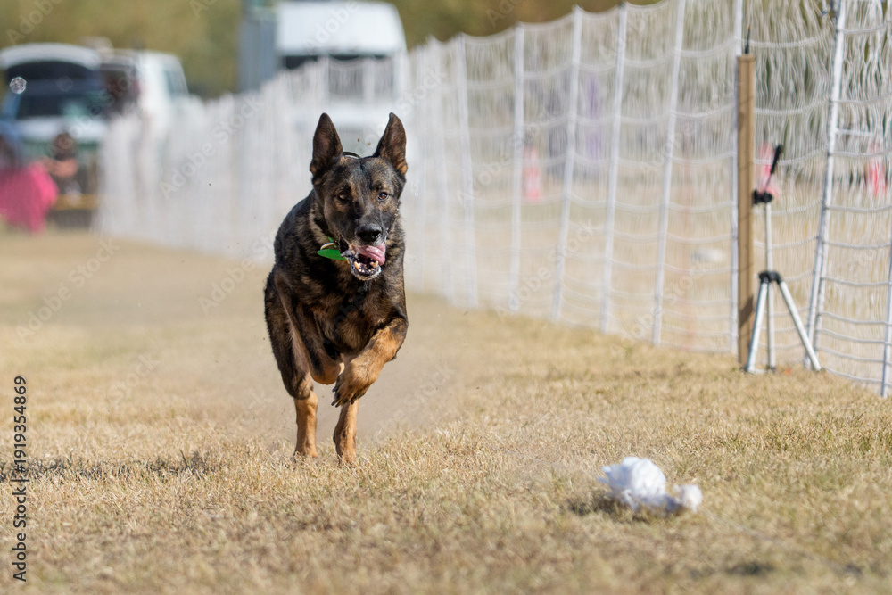 Φωτογραφία German shepherd dog chasing a lure line