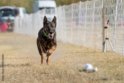 Vászonkép German shepherd dog chasing a lure line
