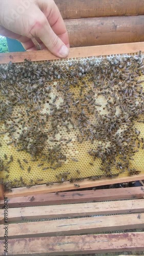 Honeybees Capping Brood Cells on Fresh White Wax Honeycomb Frame