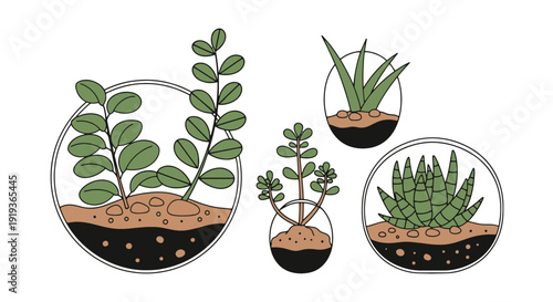 Terrarium Plant Line abstract elegant tone illustration