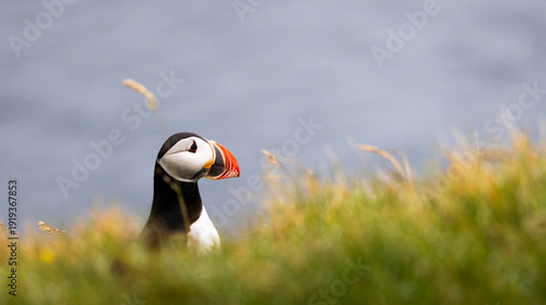 Tableau sur toile A puffin, half-hidden in the tall grass in front of the blue Atlantic Ocean, Ice