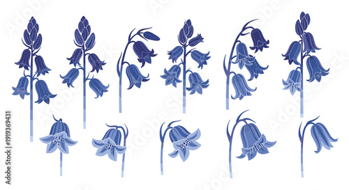 Collection of bluebell flowers with delicate petals and slender stems
