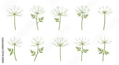 Collection of dandelion seed heads in various stages of dispersal