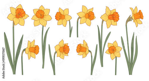 Collection of yellow daffodils with green stems