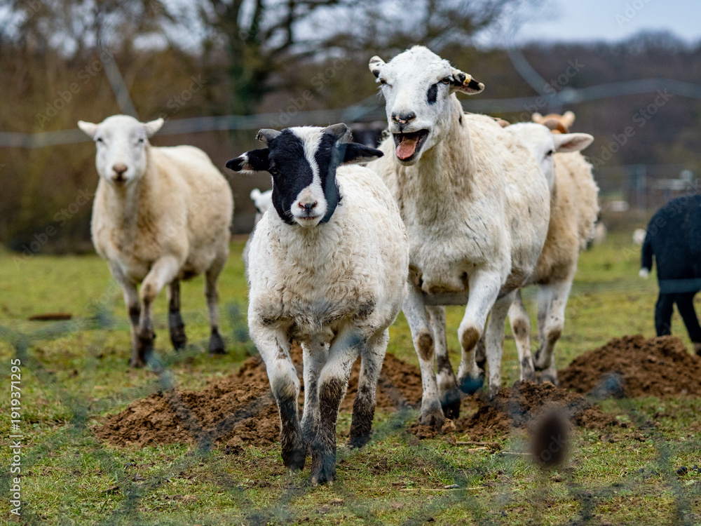 Obraz premium Schafe auf der Weide