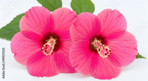Wallpaper Mural Two vibrant pink hibiscus flowers in full bloom against a soft background. Torontodigital.ca