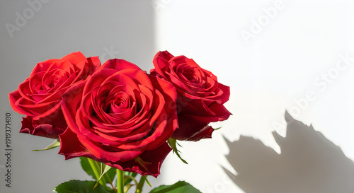Wallpaper Mural Two vibrant red roses illuminated by soft natural light against a plain background Torontodigital.ca