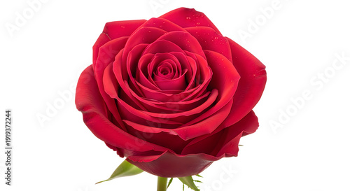 Wallpaper Mural A vibrant red rose in full bloom against a plain background Torontodigital.ca