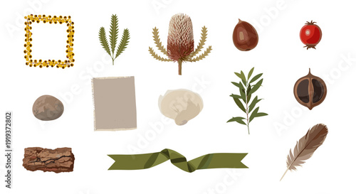 Collection of natural objects including leaves nuts stones and wood