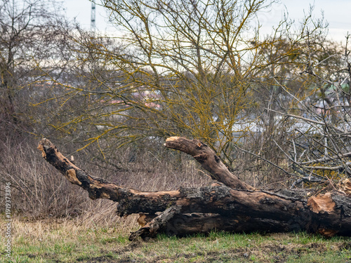 Radikaler Baumschnitt an Obstbäumen