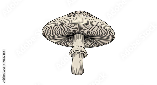 Detailed botanical illustration of a single large mushroom with a wide spotted cap and a textured stem with a ring on a white background.