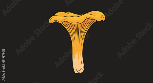 Single bright orange chanterelle mushroom with its characteristic funnel shape and ridges shown against a dark black background.