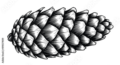 Highly detailed engraving-style illustration of a single pine cone shown horizontally with intricate scales and shadows.