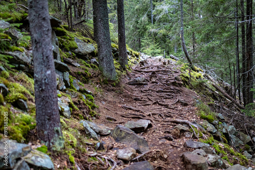 Fotografie Forest path twists along a steep bank woven with exposed roots and slick stones