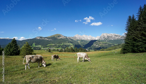Alpine cows feeding on green pastures, Val Gardena, South Tyrol, scenic Puez-Geisler Mountains
